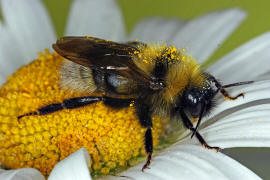 Bombus hortorum / Gartenhummel / Apinae (Echte Bienen) / Ordnung: Hautflgler - Hymenoptera