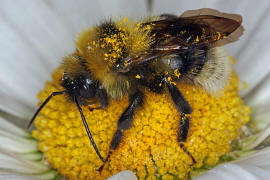 Bombus hortorum / Gartenhummel / Apinae (Echte Bienen) / Ordnung: Hautflügler - Hymenoptera