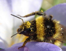 Bombus hortorum / Gartenhummel (Königin)
