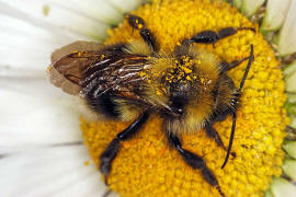 Bombus hortorum / Gartenhummel / Apinae (Echte Bienen) / Ordnung: Hautflügler - Hymenoptera