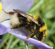 Bombus hortorum / Gartenhummel (Königin)