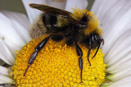 Bombus hortorum / Gartenhummel / Apinae (Echte Bienen) / Ordnung: Hautflügler - Hymenoptera