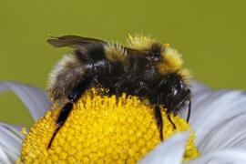 Bombus hortorum / Gartenhummel / Apinae (Echte Bienen) / Ordnung: Hautflgler - Hymenoptera