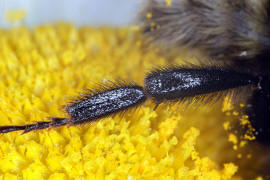 Bombus hortorum / Gartenhummel / Apinae (Echte Bienen) / Ordnung: Hautflügler - Hymenoptera
