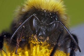 Bombus hortorum / Gartenhummel / Apinae (Echte Bienen) / Ordnung: Hautflügler - Hymenoptera