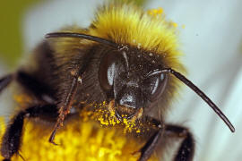 Bombus hortorum / Gartenhummel / Apinae (Echte Bienen) / Ordnung: Hautflgler - Hymenoptera