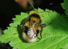 Bombus hortorum / Gartenhummel 