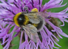 Bombus hortorum / Gartenhummel (Königin)