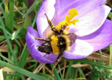 Bombus hortorum / Gartenhummel (Königin)