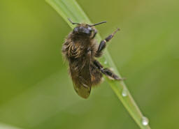 Bombus humilis / Vernderliche Hummel