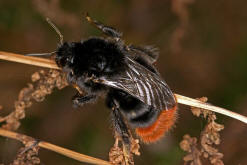 Bombus lapidarius / Steinhummel (Knigin) / Apinae (Echte Bienen) / Ordnung: Hautflgler - Hymenoptera