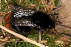 Bombus lapidarius / Steinhummel (Knigin) / Apinae (Echte Bienen) / Ordnung: Hautflgler - Hymenoptera