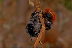 Bombus lapidarius / Steinhummel (Knigin) / Apinae (Echte Bienen) / Ordnung: Hautflgler - Hymenoptera