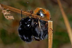 Bombus lapidarius / Steinhummel (Knigin) / Apinae (Echte Bienen) / Ordnung: Hautflgler - Hymenoptera