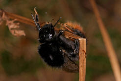 Bombus lapidarius / Steinhummel (Knigin) / Apinae (Echte Bienen) / Ordnung: Hautflgler - Hymenoptera