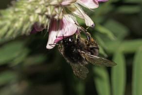 Bombus lapidarius / Steinhummel / Mnnchen / Apinae (Echte Bienen) / Ordnung: Hautflgler - Hymenoptera