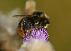 Bombus lapidarius / Steinhummel (Mnnchen) / Apinae (Echte Bienen) / Ordnung: Hautflgler - Hymenoptera