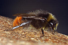 Bombus lapidarius / Steinhummel / Mnnchen / Apinae (Echte Bienen) / Ordnung: Hautflgler - Hymenoptera