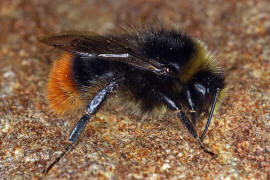 Bombus lapidarius / Steinhummel / Mnnchen / Apinae (Echte Bienen) / Ordnung: Hautflgler - Hymenoptera