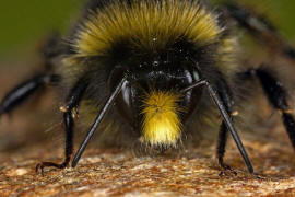 Bombus lapidarius / Steinhummel / Mnnchen / Apinae (Echte Bienen) / Ordnung: Hautflgler - Hymenoptera