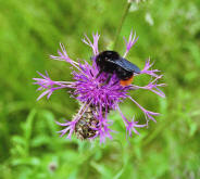 Bombus lapidarius / Steinhummel 