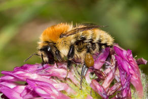 Bombus muscorum / Mooshummel / Apidae (Echte Bienen) / Ordnung: Hautflgler - Hymenoptera