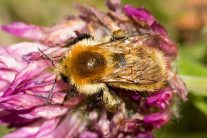 Bombus muscorum / Mooshummel / Apidae (Echte Bienen) / Ordnung: Hautflgler - Hymenoptera