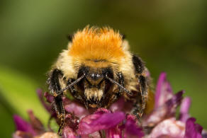 Bombus muscorum / Mooshummel / Apidae (Echte Bienen) / Ordnung: Hautflgler - Hymenoptera