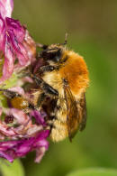 Bombus muscorum / Mooshummel / Apidae (Echte Bienen) / Ordnung: Hautflgler - Hymenoptera