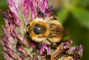 Bombus muscorum / Mooshummel / Apidae (Echte Bienen) / Ordnung: Hautflgler - Hymenoptera