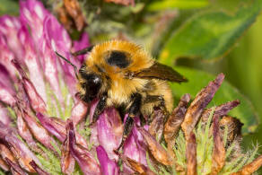 Bombus muscorum / Mooshummel / Apidae (Echte Bienen) / Ordnung: Hautflgler - Hymenoptera