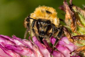 Bombus muscorum / Mooshummel / Apidae (Echte Bienen) / Ordnung: Hautflgler - Hymenoptera