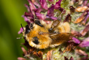 Bombus muscorum / Mooshummel / Apidae (Echte Bienen) / Ordnung: Hautflgler - Hymenoptera