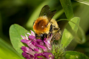 Bombus muscorum / Mooshummel / Apidae (Echte Bienen) / Ordnung: Hautflgler - Hymenoptera