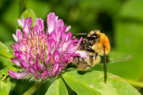 Bombus muscorum / Mooshummel / Apidae (Echte Bienen) / Ordnung: Hautflgler - Hymenoptera