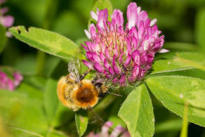 Bombus muscorum / Mooshummel / Apidae (Echte Bienen) / Ordnung: Hautflgler - Hymenoptera