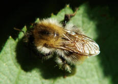 Bombus pascuorum / Ackerhummel / Apinae (Echte Bienen) / Ordnung: Hautflgler - Hymenoptera