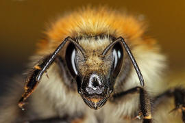 Bombus pascuorum / Ackerhummel / Apinae (Echte Bienen) / Ordnung: Hautflgler - Hymenoptera