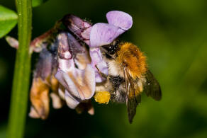 Bombus pascuorum / Ackerhummel / Apinae (Echte Bienen) / Ordnung: Hautflgler - Hymenoptera