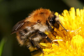 Bombus pascuorum / Ackerhummel / Apinae (Echte Bienen) / Ordnung: Hautflgler - Hymenoptera