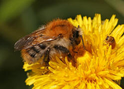 Bombus pascuorum / Ackerhummel / Apinae (Echte Bienen) / Ordnung: Hautflgler - Hymenoptera