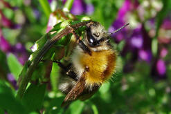 Bombus pascuorum / Ackerhummel / Apinae (Echte Bienen) / Ordnung: Hautflgler - Hymenoptera