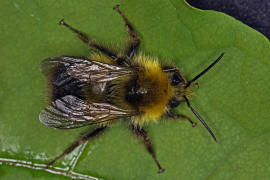 Bombus pratorum / Wiesenhummel (Mnnchen) / Apinae (Echte Bienen) / Ordnung: Hautflgler - Hymenoptera