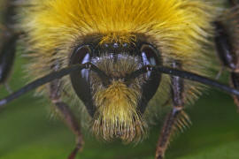 Bombus pratorum / Wiesenhummel (Mnnchen) / Apinae (Echte Bienen) / Ordnung: Hautflgler - Hymenoptera
