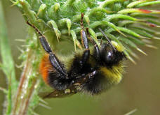 Bombus lapidarius / Steinhummel / Mnnchen / Apinae (Echte Bienen) / Ordnung: Hautflgler - Hymenoptera