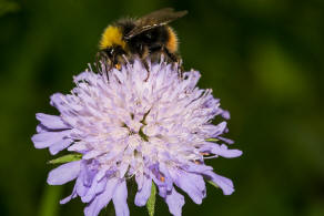 Bombus pratorum / Wiesenhummel / Apidae (Echte Bienen) / Ordnung: Hautflgler - Hymenoptera