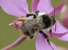 Bombus sylvarum / Waldhummel / Echte Bienen - Apinae