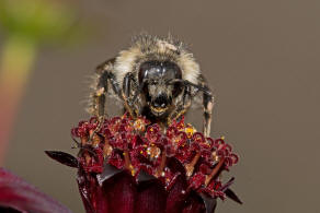 Bombus sylvarum / Bunte Hummel / Waldhummel / Echte Bienen - Apinae