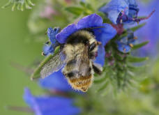 Bombus sylvarum / Waldhummel / Echte Bienen - Apinae