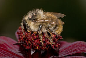 Bombus sylvarum / Bunte Hummel / Waldhummel / Echte Bienen - Apinae